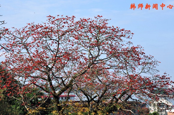 见证韩师百年变迁与发展的两棵老树