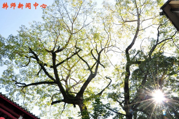 见证韩师百年变迁与发展的两棵老树