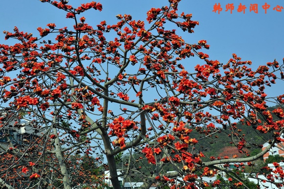 见证韩师百年变迁与发展的两棵老树